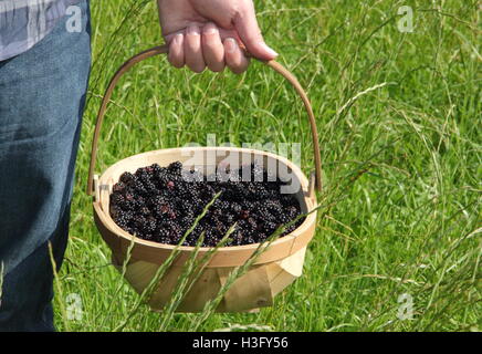 Un forager porta un trug riempito con appena raccolto siepe di more nella campagna inglese su una soleggiata giornata autunnale - MR Foto Stock