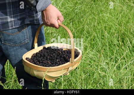 Un uomo porta un trug riempito con appena raccolto siepe di more nella campagna inglese su una soleggiata giornata autunnale - MR Foto Stock