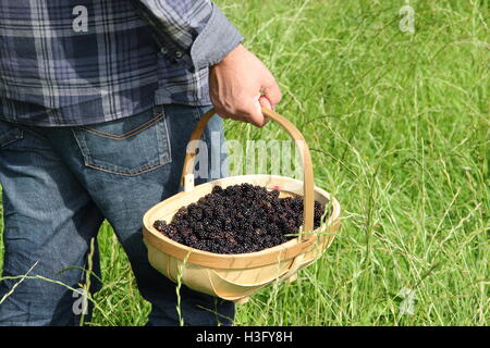 RACCOLTA DI MORE. Un cestino di more di siepe appena raccolte nella campagna inglese in un bel giorno di fine settembre - MR Foto Stock