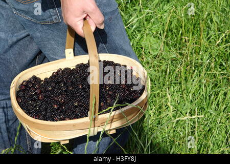 RACCOLTA DI MORE. Un cestino di more di siepe appena raccolte nella campagna inglese in un bel giorno di fine settembre - MR Foto Stock