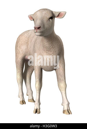 3D rendering di un agnello bianco isolato su sfondo bianco Foto Stock