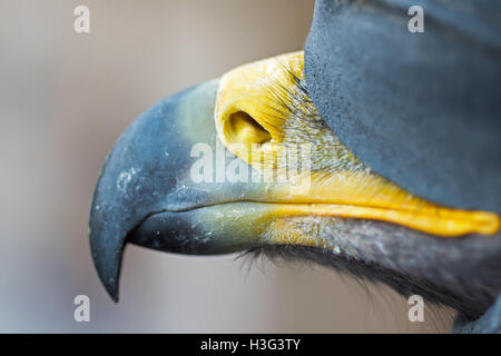 Golden Eagle becco Close Up Foto Stock