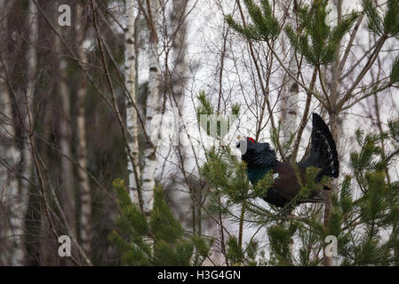 Western gallo cedrone (Tetrao urogallus), uccello maschio Foto Stock