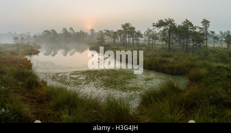 Bog paesaggio con Rising Sun, Estonia Foto Stock