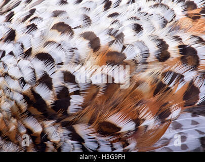 Piumaggio di un francolino di monte vicino, modello di foresta Foto Stock