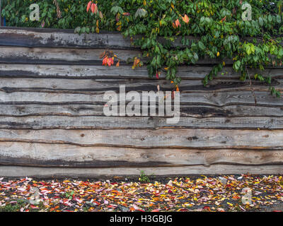 7 Ottobre 2016 - caduta foglie sotto una tavola di legno recinzione, albero dietro di esso, autunno © Igor Goiovniov/ZUMA filo/Alamy Live News Foto Stock