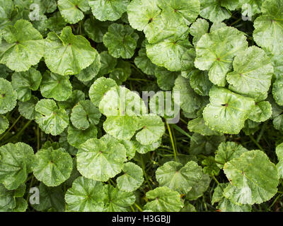 7 Ottobre 2016 - Lavatera thuringiaca, l'albero giardino-malva © Igor Goiovniov/ZUMA filo/Alamy Live News Foto Stock