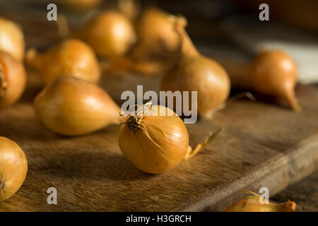 Organico giallo grezzo Cipolline pronti per la cottura Foto Stock