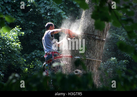 Logger con base di apparecchiature di sicurezza tagliando grande albero alto Foto Stock