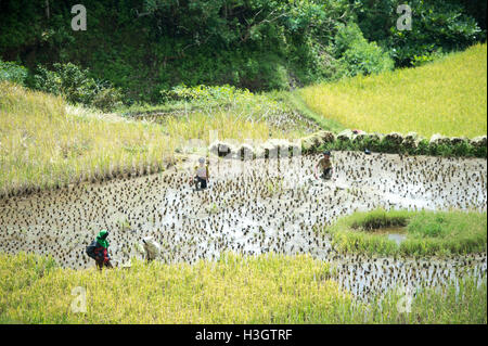 Gli agricoltori locali e gli abitanti di un villaggio di raccolta di riso in risaia a Ba'Tan Pangala Foto Stock