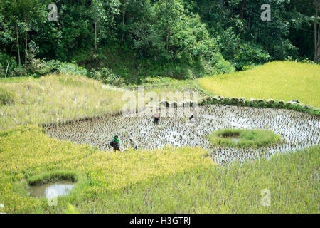 Gli agricoltori locali e gli abitanti di un villaggio di raccolta di riso in risaia a Ba'Tan Pangala Foto Stock