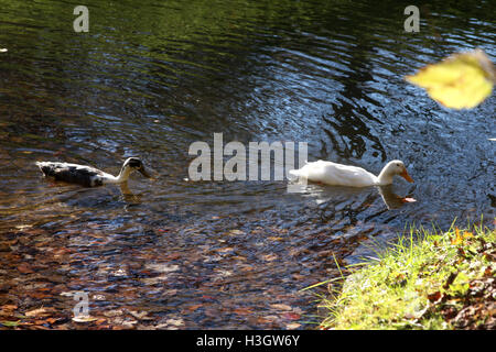 Due anatre sul lago Foto Stock