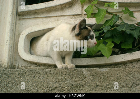 Cat sneak a picco su un cane tra piante hedera Calabria Italia Foto Stock