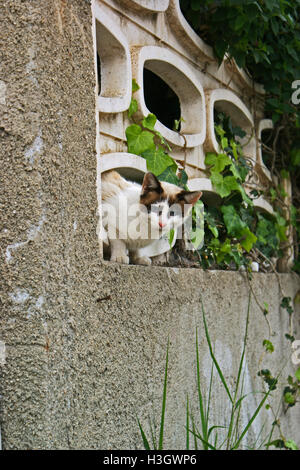 Cat scout, cat sneak a picco su un cane tra piante hedera Calabria Italia Foto Stock