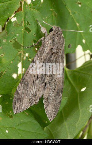 Una femmina di convolvulus hawk moth, Agrius convolvuli, a riposo, Berkshire, Ottobre Foto Stock