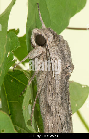 Una femmina di convolvulus hawk moth, Agrius convolvuli, ali parzialmente aperta che mostra underwing, Berkshire, Ottobre Foto Stock