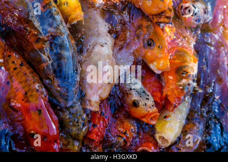 Decorative colorate cina carpe koi in piscina con acqua Foto Stock