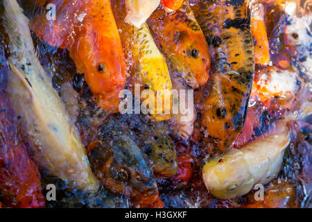 Decorative colorate cina carpe koi in piscina con acqua Foto Stock