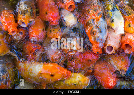 Decorative colorate cina carpe koi in piscina con acqua Foto Stock