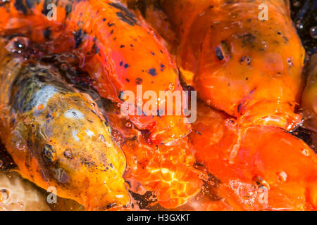 Decorative colorate cina carpe koi in piscina con acqua Foto Stock