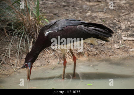 La Abdim stork (Ciconia abdimii), noto anche come il bianco a becco di cicogna. La fauna animale. Foto Stock