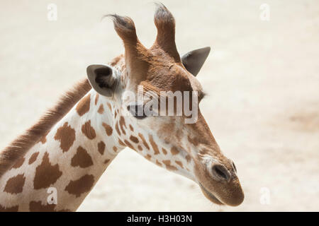 Il Kordofan giraffe (Giraffa camelopardalis antiquorum), noto anche come il Central African giraffa. La fauna animale. Foto Stock