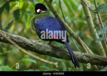 Hartlaub's's Turaco (Tauraco hartlaubi). La fauna animale. Foto Stock