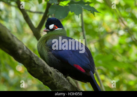 Hartlaub's's Turaco (Tauraco hartlaubi). La fauna animale. Foto Stock