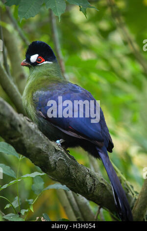 Hartlaub's's Turaco (Tauraco hartlaubi). La fauna animale. Foto Stock