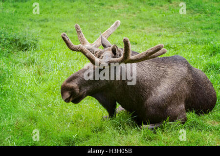 Immagine di un adulto brown alci in appoggio nell'erba. Foto Stock