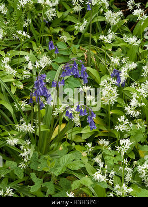 Bluebells selvatico e fiori di Ramson, Isola di Colonsay, Scotland, Regno Unito. Foto Stock