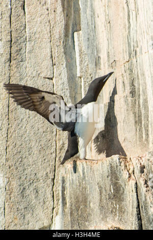 Brunnich's Guillemot, Uria lomvia al nesting Alkefjellet Foto Stock