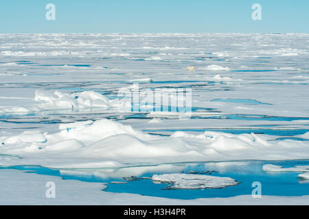 Orso polare in distanza sulla banchisa nel nord artico Foto Stock