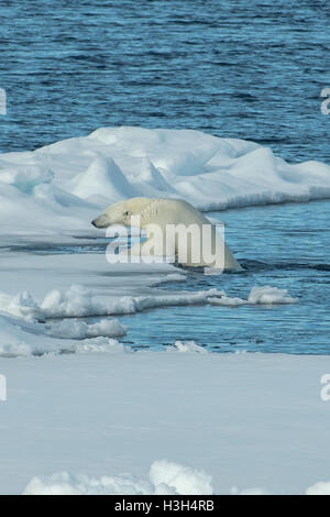 Orso polare, Ursus maritimus, dopo una nuotata, a nord delle Isole Svalbard, Norvegia Foto Stock