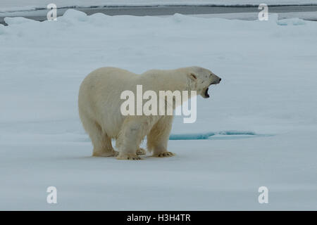 Orso polare, Ursus maritimus sbadigli, Svalbard, Norvegia Foto Stock