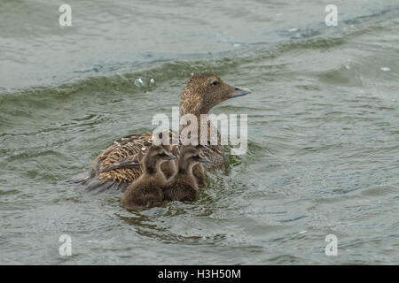 Common Eider Duck e pulcini, Somateria mollissima Foto Stock