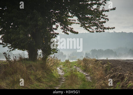 Rising foschia sopra i campi ondulati in ottobre mattina Foto Stock