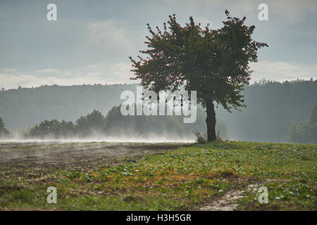 Rising foschia sopra i campi ondulati in ottobre mattina Foto Stock