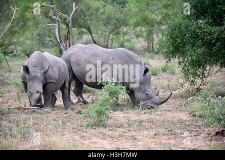 Due rinoceronti bianchi, si noti che è in realtà grigio, Kruger National Park (KNP) nella tipica macchia intorno al campo di riposo Satara, Sudafrica Foto Stock