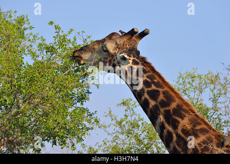 La giraffa pascolare sugli alti alberi vicino a Sukuza resto Camp , il Kruger Park, Sud Africa Foto Stock
