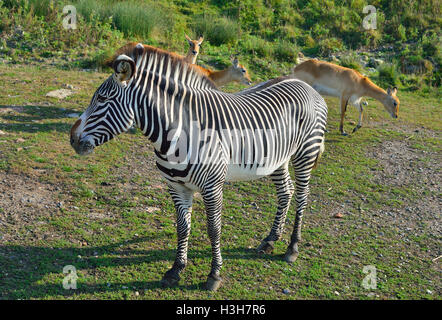 Chapman Zebra si trova di fronte all'antilope Red Lechwe (Kobus Liche) presso lo zoo di Aspinall Foundation - Port Lympne Wild Animal Park, Kent, Inghilterra, Regno Unito Foto Stock