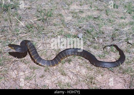 Tiger snake (Notechis scutatus) Foto Stock