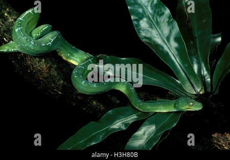 Green Tree python (Morelia viridis) Foto Stock