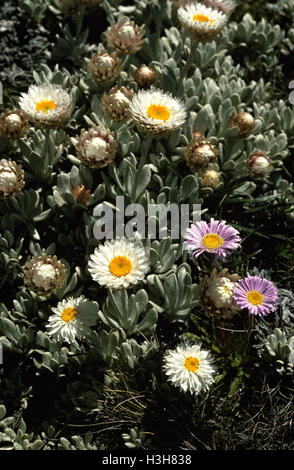 Alpine (sunray leucochrysum albicans) Foto Stock