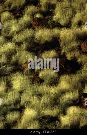 Spinifex Triodia (sp). Foto Stock