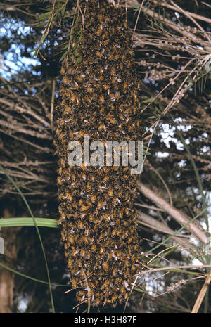 Western miele delle api (Apis mellifera) Foto Stock