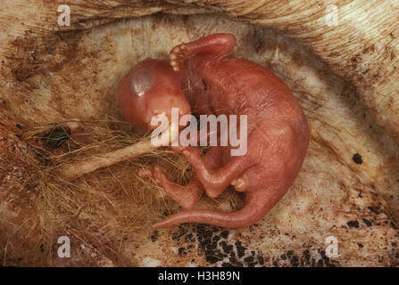 Riproduzione Macropod Macropus (sp). Foto Stock