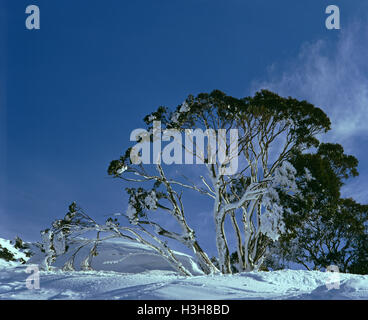 Gomma di neve (eucalyptus pauciflora) Foto Stock