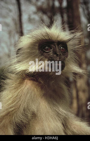 Golden langur (Trachypithecus geei) Foto Stock