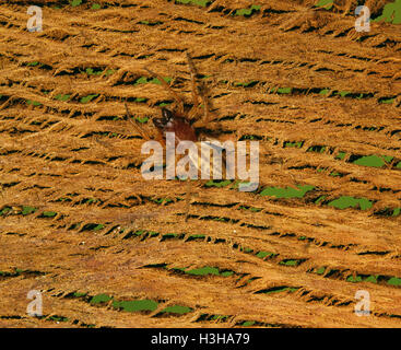 Redback spider (clubiona elaphines) Foto Stock